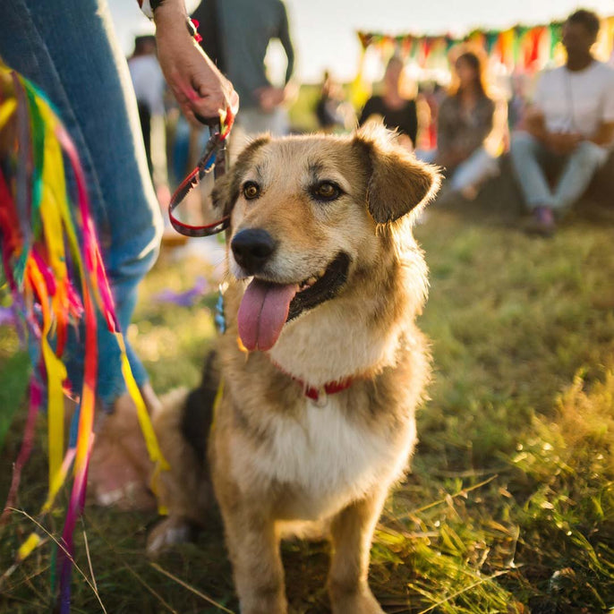 Pet-Friendly Festivals and Events in United Kingdom - My Pet Is Very Cute