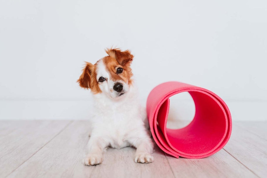 Pet-Friendly Fitness Classes: Working Out with Your Pet - My Pet Is Very Cute