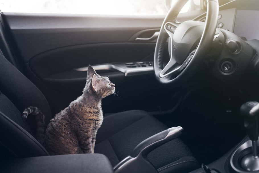Pet-Friendly Transportation: Navigating Public and Private Travel with Your Pet - My Pet Is Very Cute