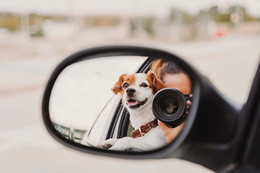 Pet-Friendly Travel Apps: Planning and Documenting Trips with Your Pet - My Pet Is Very Cute